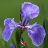 Iris setosa - Borstelige iris 
