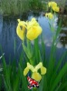 Iris speudacorus - Gele lis