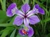 Iris Versicolor - Amerikaanse blauwe iris