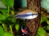 Keizertetra - Inpaichthys kerri