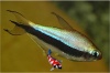 Keizertetra - Inpaichthys kerri