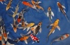 Kin Koi Butterfly A 15 - 18 cm