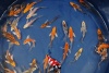 Kin Koi Butterfly B 8 - 11 cm