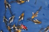 Kin Koi Butterfly Ghost 15 - 18 cm