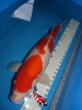 Kohaku