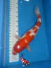 Kohaku