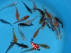 koi 10 - 12 cm