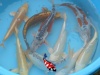 koi ek 30 / 40 cm