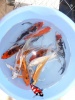 Koi Butterfly 50 - 55 cm - Gan Shmuel