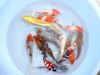 Koi Israel A 20 / 25 cm Madankoi
