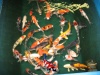 Koi Israel A 50 / 55 cm madankoi