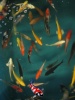Koi Israel B 15 / 18 cm - Dagnoy
