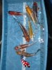Koi Metalic HP 50 - 55 cm Madankoi