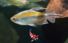 Kongozalm