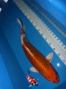 Kujaku 61 cm - Sansai