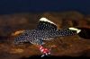 L-81 - Baryancistrus sp.