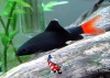 Labeo Bicolor