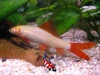 Labeo Bicolor alnino