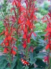 Lobelia cardinalis - Kardinaalslobelia 