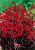 Lobelia fulgens 'Queen victoria'
