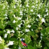Lobelia siphilitica 'Alba' - Virginische lobelia 