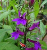Lobelia vedrariensis 