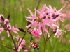 Lychnis flos-cuculi - Echte koekoeksbloem