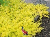 Lysimachia aurea