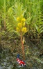 Lysimachia thyrsiflora - Moeraswederik 