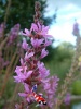 Lythrum Salicaria