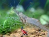Macrobrachium lanchesteri