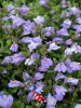 Mazus reptans 