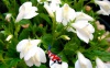 Mazus reptans 'albus' - Witte mazus 