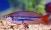 melanotaenia maccullochi