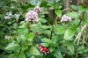 Mentha aquatica - Watermunt