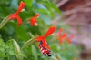 Mimulus cardinalis - Rode maskerbloem