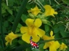 mimulus cupreus