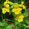 Mimulus luteus - Gele maskerbloem