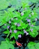 Mimulus Ringens Maskerbloem