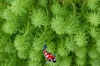 Myriophyllum scrabatum - Vederkruid