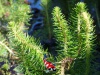 Myriophyllum crispatum - Golvend vederkruid