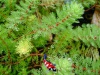Myriophyllum procerpinacoides - Vederkruid