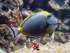 Naso Lituratus - Koekopvis