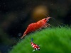 Neocardina blody merry