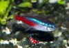 neontetra