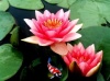 Nymphaea Attraction