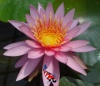 Nymphaea Firecrest
