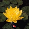 Nymphaea Joey Tomocik