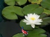 Nymphaea Marliacea Albida