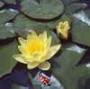 Nymphaea Marliacea Chromatella - Kant en klaar in mand